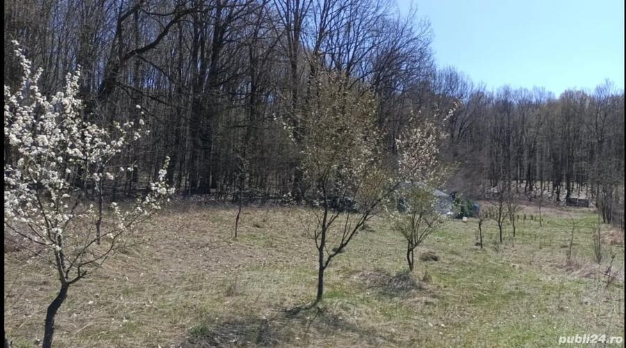 Teren de 4466 mp, în Hârsa
