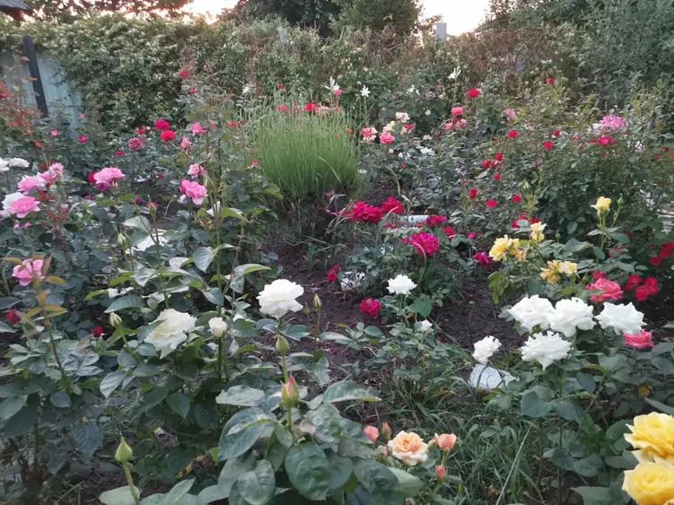 Teren de 1185 mp, în Central