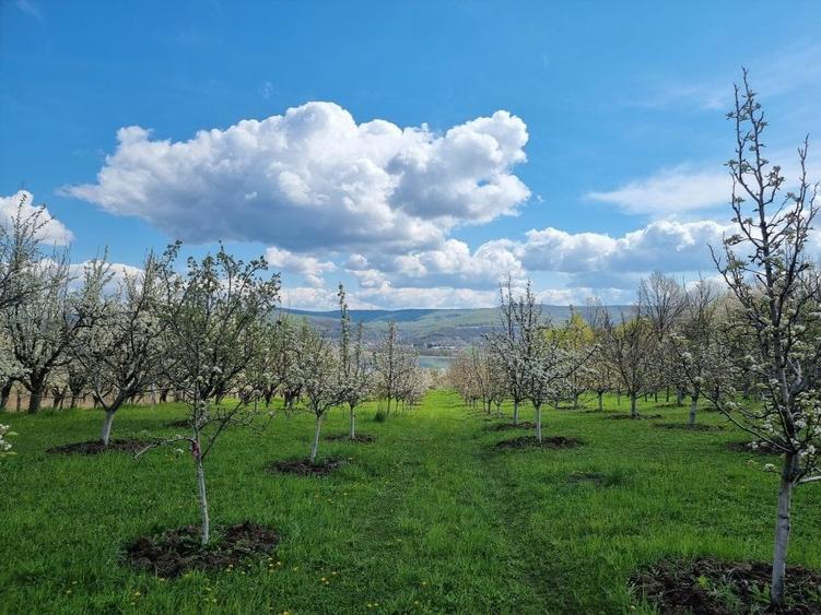 Teren Construcții intravilan de 8532 mp, în Valea lui Enache