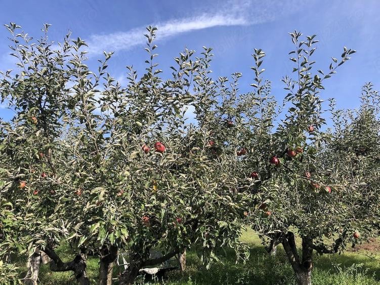 Casă cu Teren 900 Mp în Central