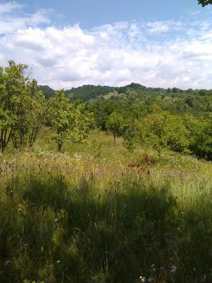 Teren de 3600 mp, în Aluniș