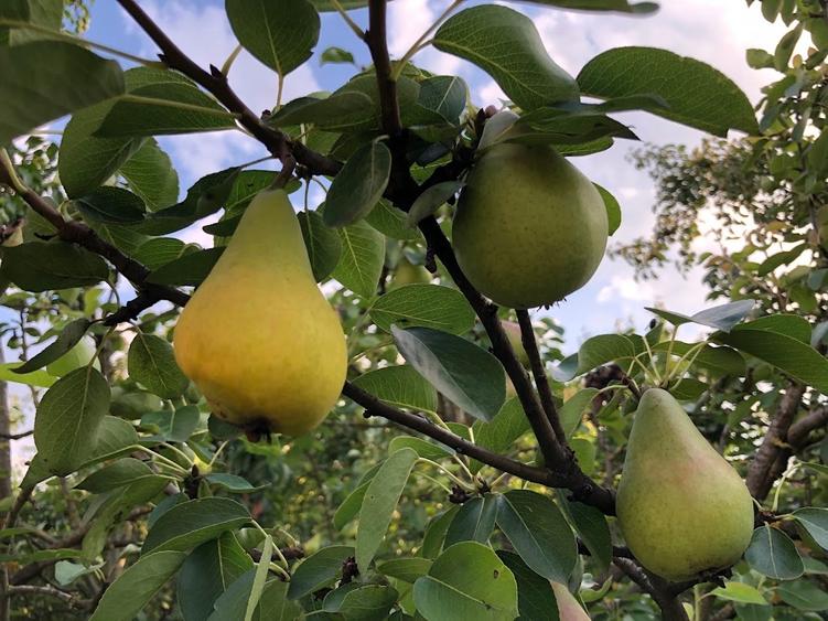 Casă individuală cu 6 camere cu Garaj în Snagov