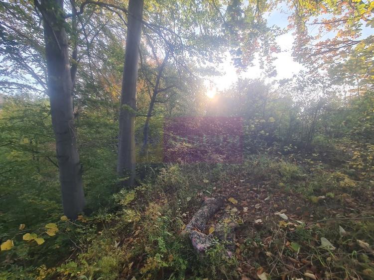 Teren agricol intravilan de 3092 mp, în Telega