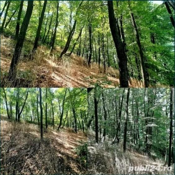 Teren de 5000 mp, în Frumușani