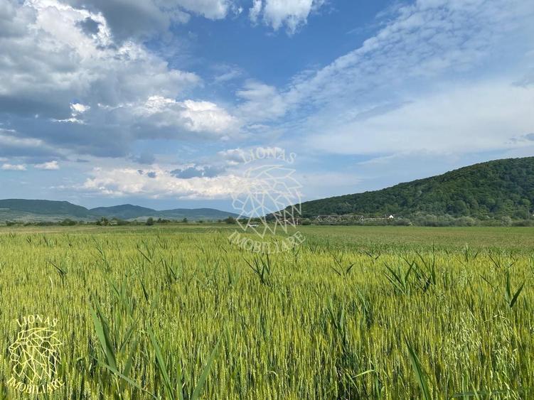 Teren agricol extravilan de 4300 mp, în Chintelnic