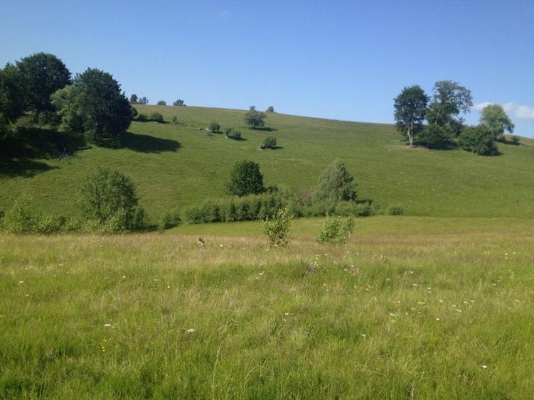 Teren agricol extravilan de 36000 mp, în Tilișca