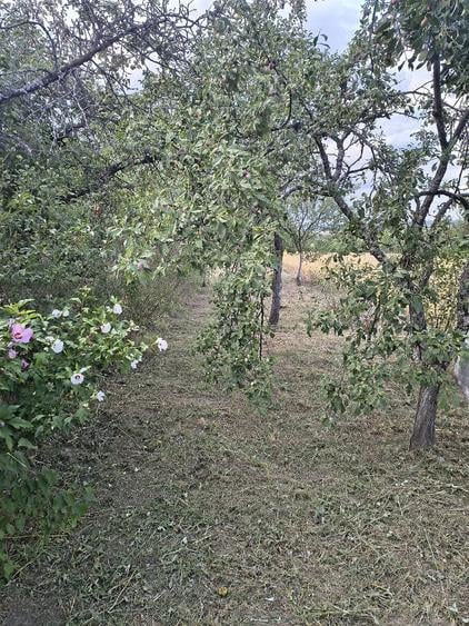 Teren de 6000 mp, în Bocsig