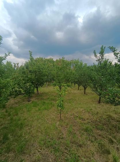 Casă cu 3 camere în Satchinez