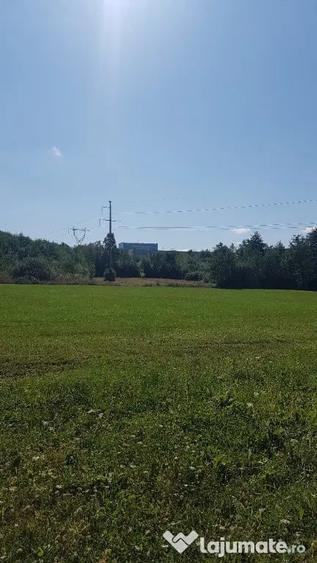 Rus, 1 ha teren extrav. - Dumbravita (Maramures) - 3