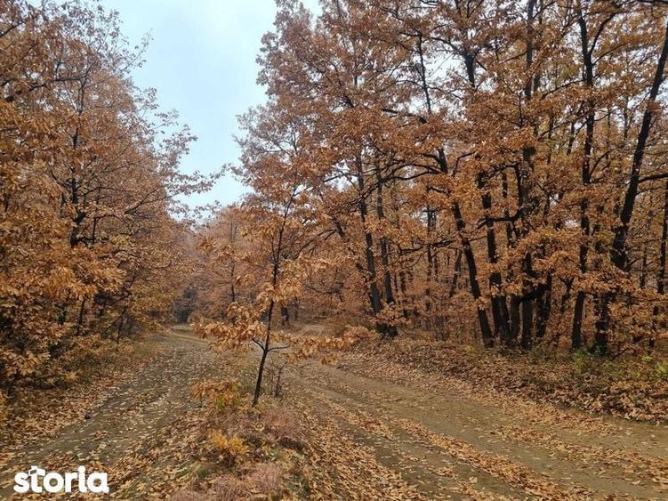 Teren de 21200 mp, în Bâlteni