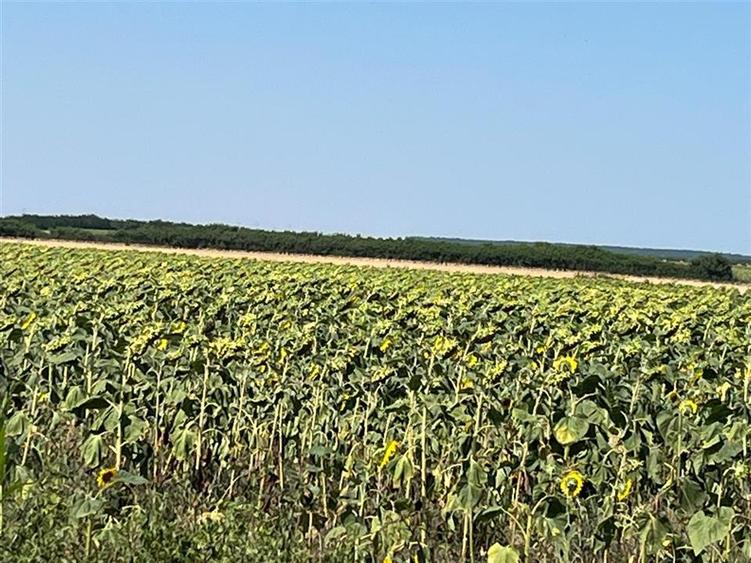 Teren agricol extravilan de 18100 mp, în Tinca