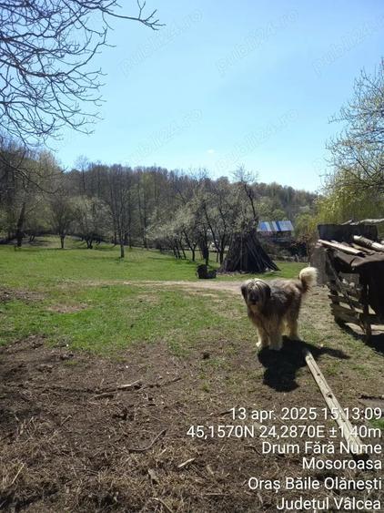 Teren de 2600 mp, în Mosoroasa