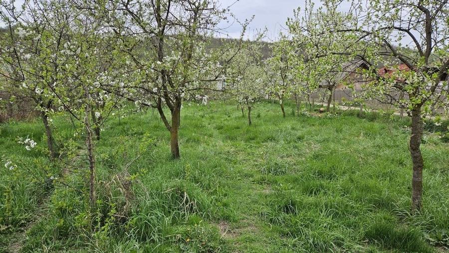 Intravilan in zona superba de deal- accept si schimb - 3