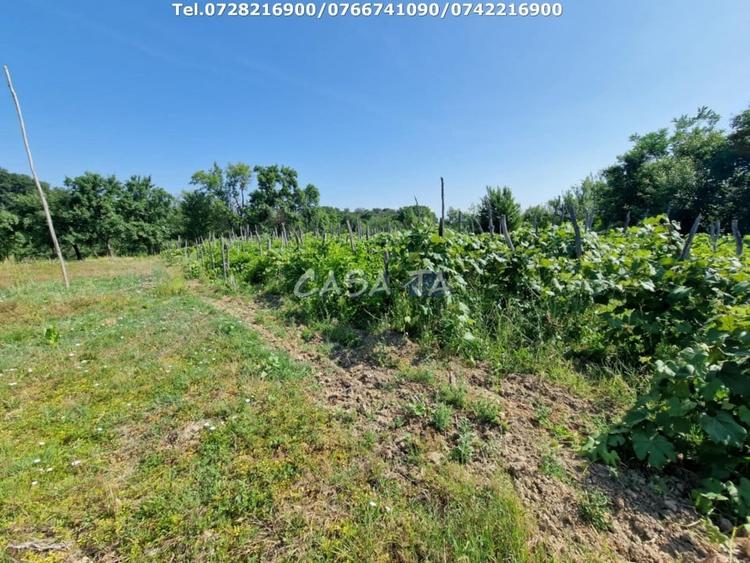 Casă individuală cu 3 camere cu Teren 4721 Mp în Dănești