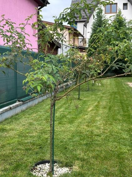 Casă individuală cu 5 camere cu Canalizare în Someșeni