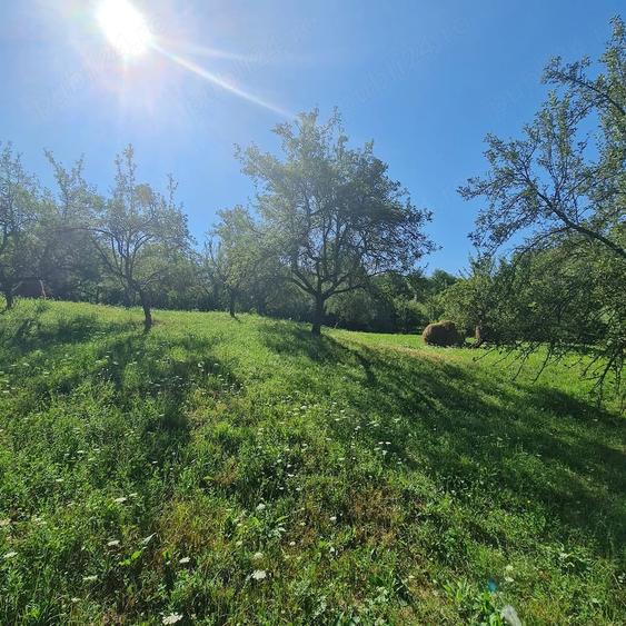 Teren de 7500 mp, în Prosia