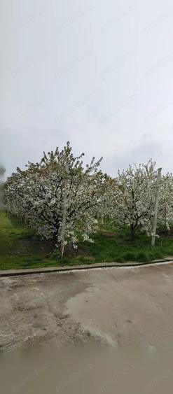 Casă cu 2 camere în Zimnicea