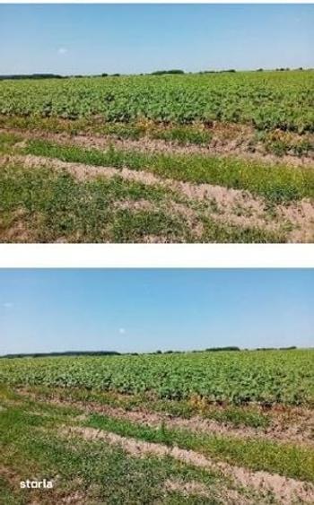 Teren de 2229 mp, în Periș