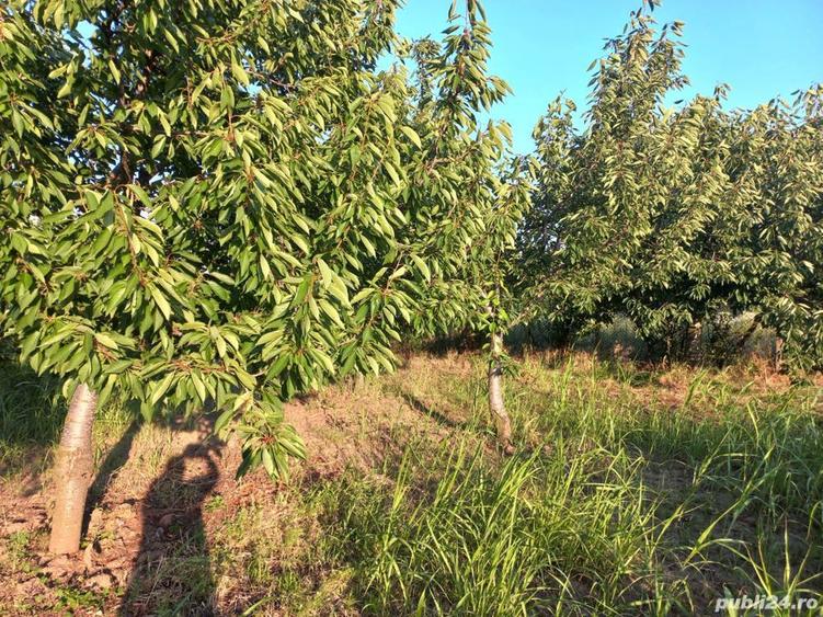 Vand casa de locuit si teren agricol si livada - 6