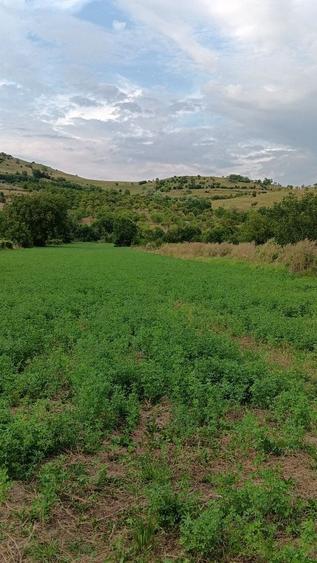 Teren de 5500 mp, în Chiojdu