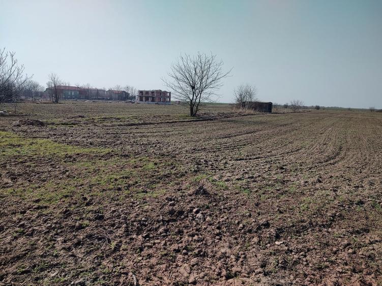 Teren de 5000 mp, în Frumușani