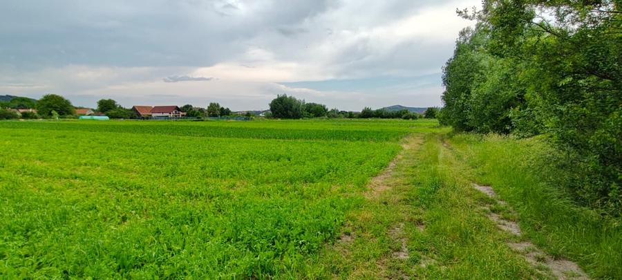 Teren cu sura in spatele caselor de pe str Andrei Saguna - 6