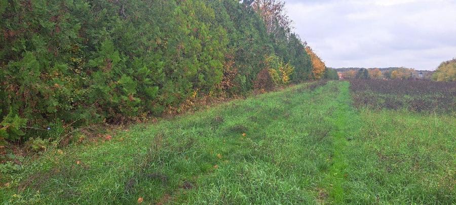 Teren Construcții intravilan de 20000 mp, în Siliștea Snagovului