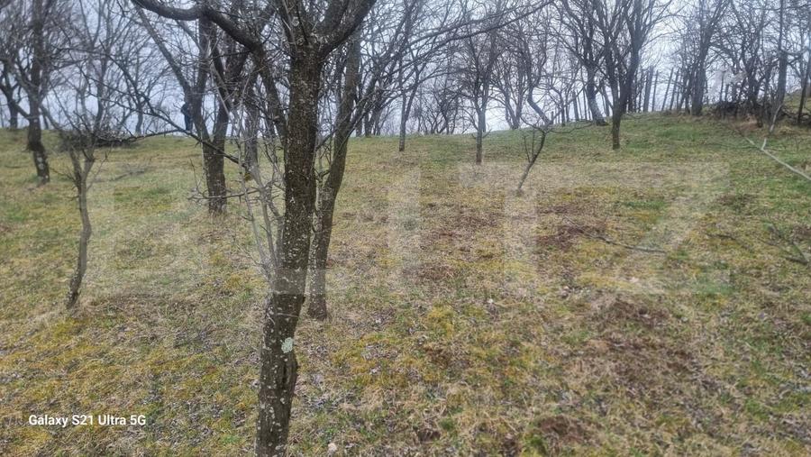 Teren Construcții intravilan de 3781 mp, în Schiulești
