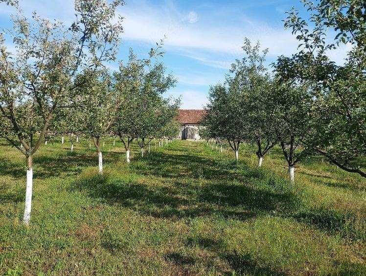 Casă cu 2 camere cu Teren 4707 Mp în Hălmăgel