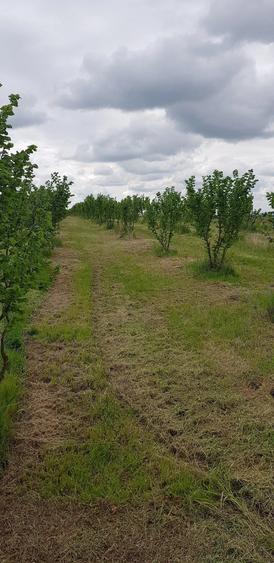 Teren de 20000 mp, în Almăj