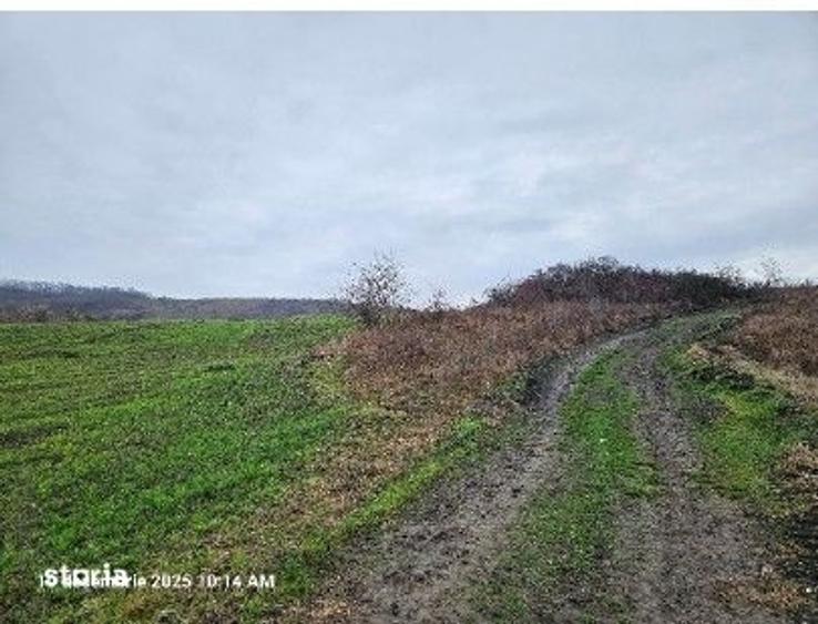 Teren de 24200 mp, în Muntenii de Jos