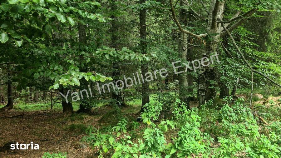 Teren de vanzare pe Transfagara?an, zona Molivi?u ( 69.450 mp ) - 4