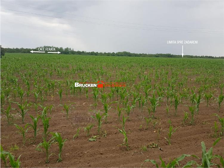 TEREN CU POTENTIAL INDUSTRIAL | 4,35 HA | ARAD, ZADARENI - 7