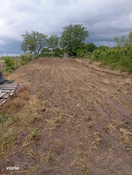 Teren de 1500 mp, în Murighiol