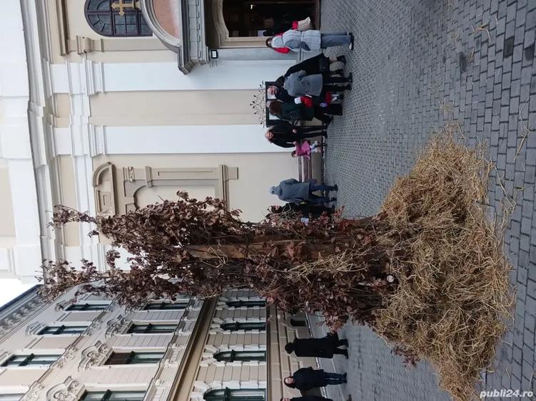 Casă cu 6 camere în Bazoș