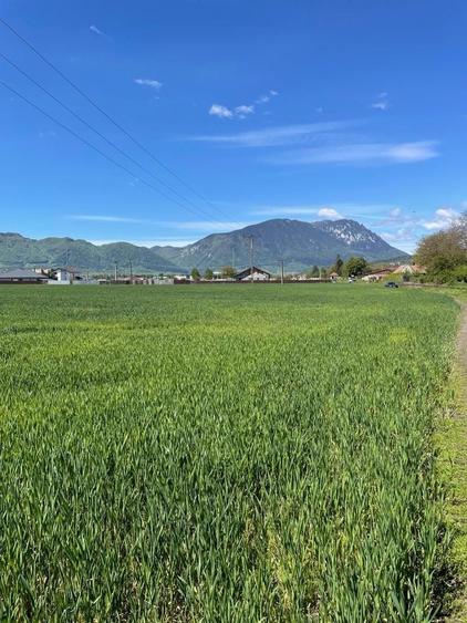 Teren de 1500 mp, în Tohanu Vechi