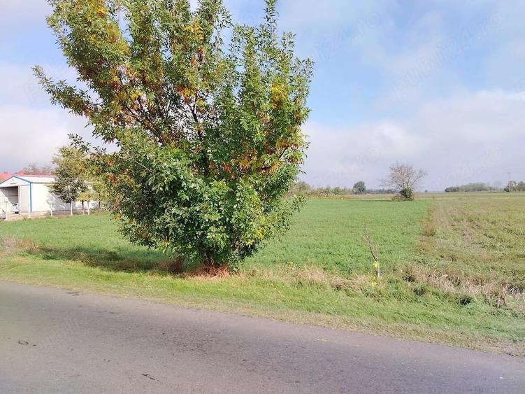 Teren 2.600 mp - deschidere 35m-intrare Pogoanele dinspre Buzau - 6