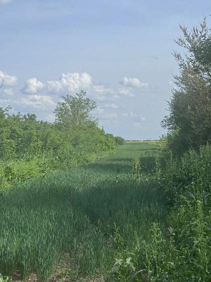 Teren de 5600 mp, în Cojasca