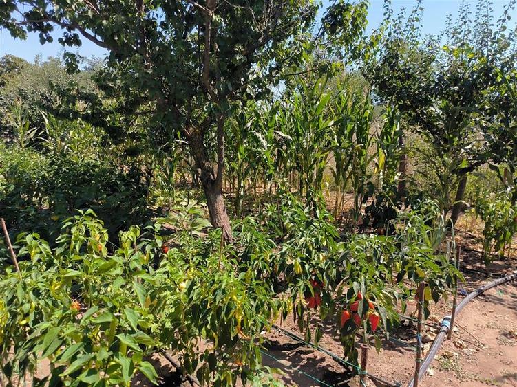 Casă cu 3 camere cu Canalizare în Novaci