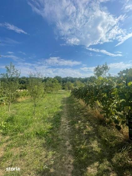 Teren intravilan, 25 ari, zona Tauti de Sus - 1