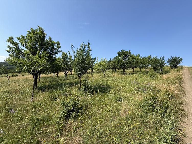 Teren Construcții intravilan de 5800 mp, în Dezmir