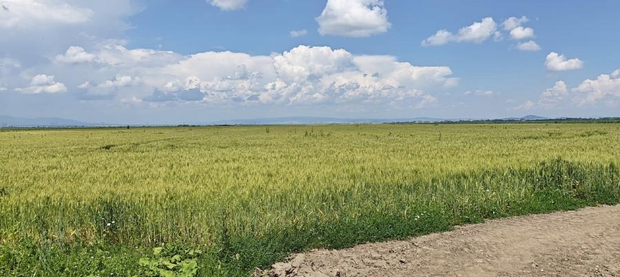 Teren agricol extravilan de 13000 mp, în Caragiale