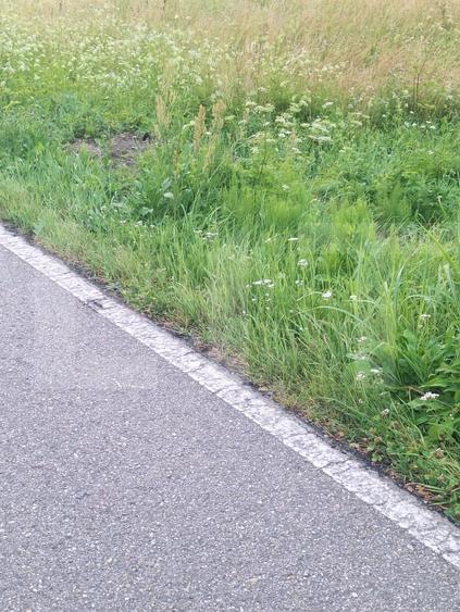 Teren Construcții intravilan de 5200 mp, în Gavojdia