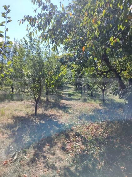 Casă cu 3 camere cu Teren 3900 Mp în Luna
