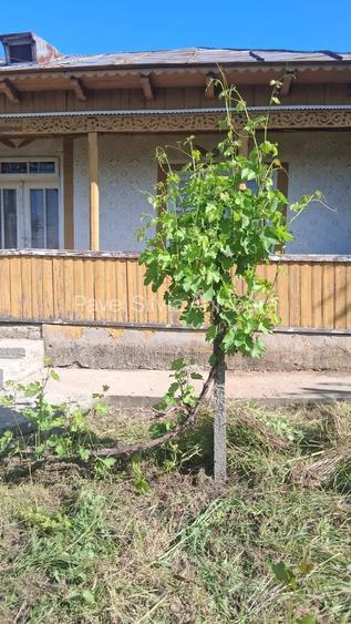 Casa cu teren de 1.470 mp de vanzare Fantanele, Scanteie?ti