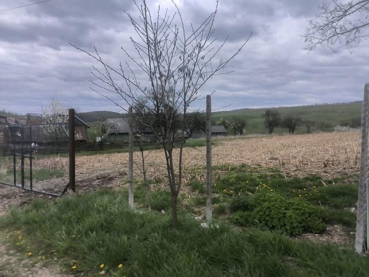 Teren de 48000 mp, în Ilișești