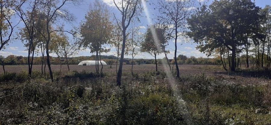 Teren de 4685 mp, în Borșa
