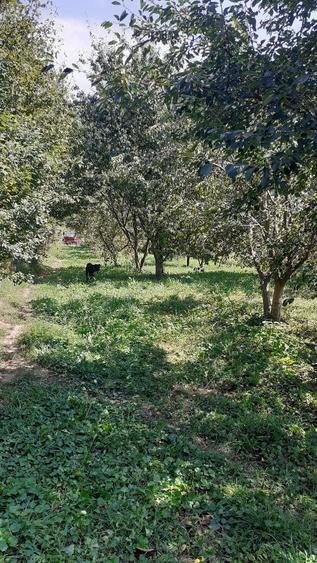 Casă cu 3 camere cu Teren 2800 Mp în Nord