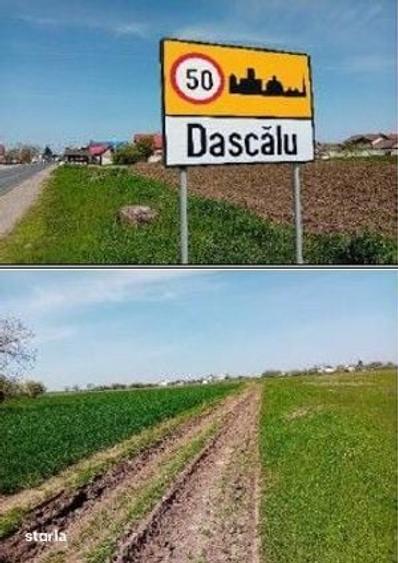 Teren intravilan Dascalu , ID: R3093806 - 6