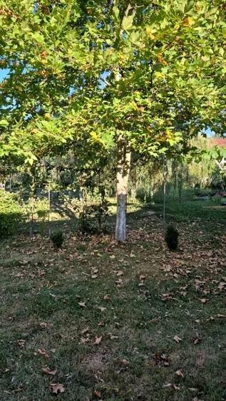 Casă individuală cu 2 camere cu Teren 1200 Mp în Goruia